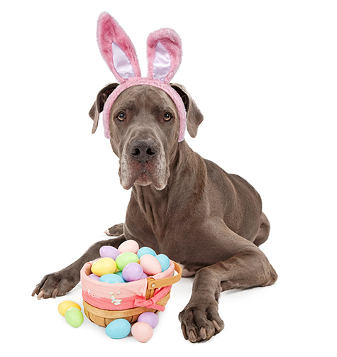 A blue Great Dane dog and isolated on white