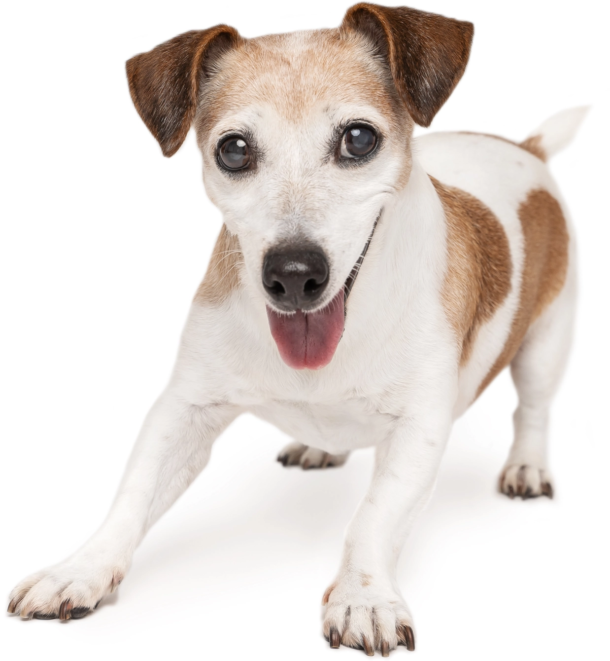 Happy Jack Russell terrier dog.