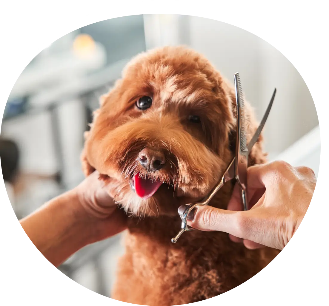 Cute dog getting a haircut.