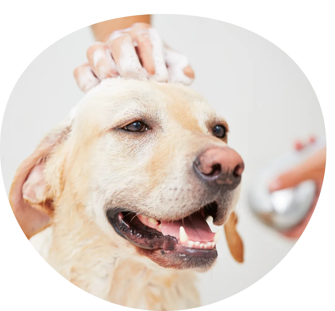 A dog being groomed by someone else in the picture.