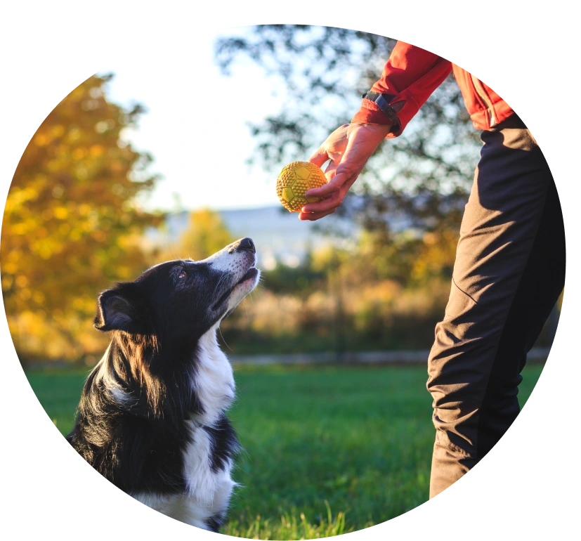 Person training border collie with ball.