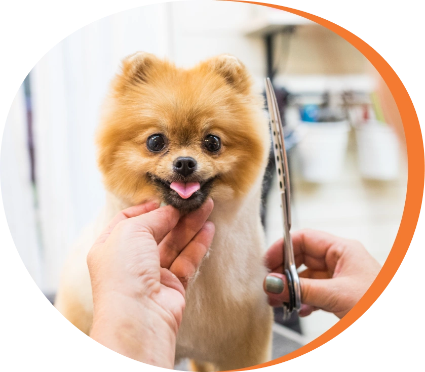 Adorable Pomeranian getting a haircut.