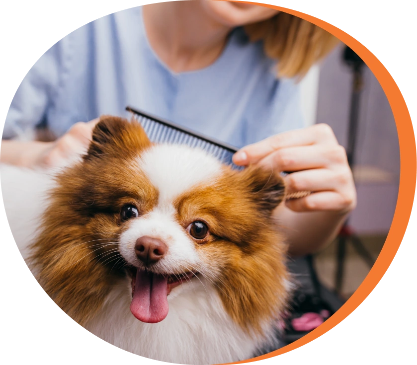 Groomer brushing a fluffy Pomeranian.