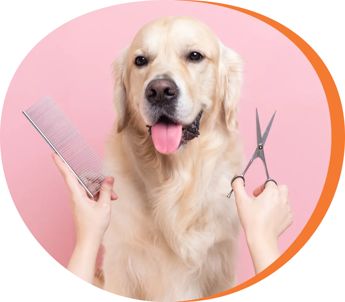 A dog is getting his hair cut by someone