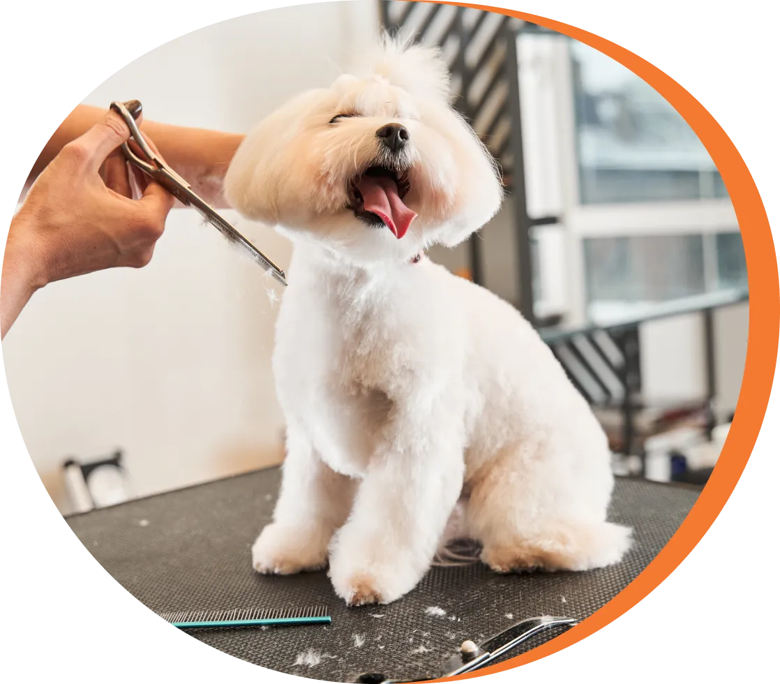 A dog being groomed by someone with scissors.