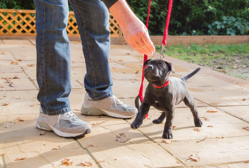 Man training black puppy on leash.