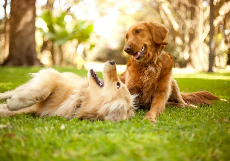 Two Golden Retrievers playing in the grass.