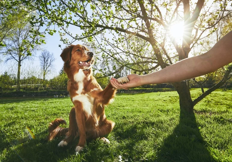 Dog shaking hands in sunny garden.