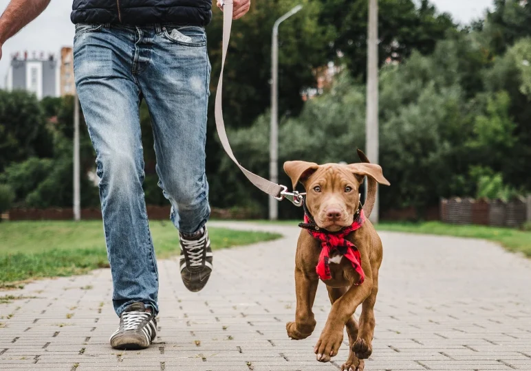 Man walking brown puppy on leash.